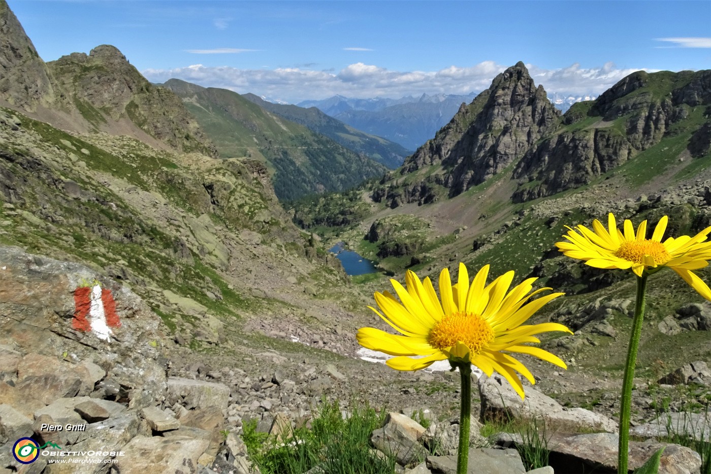 30 Valle di Trona, fiori di Doronico del granito (Doronicum clusii) con vista sui Laghi di Trona e Zancone.JPG